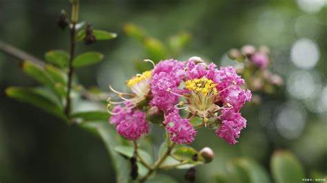 紫薇花盆栽|紫薇花的养殖方法和注意事项